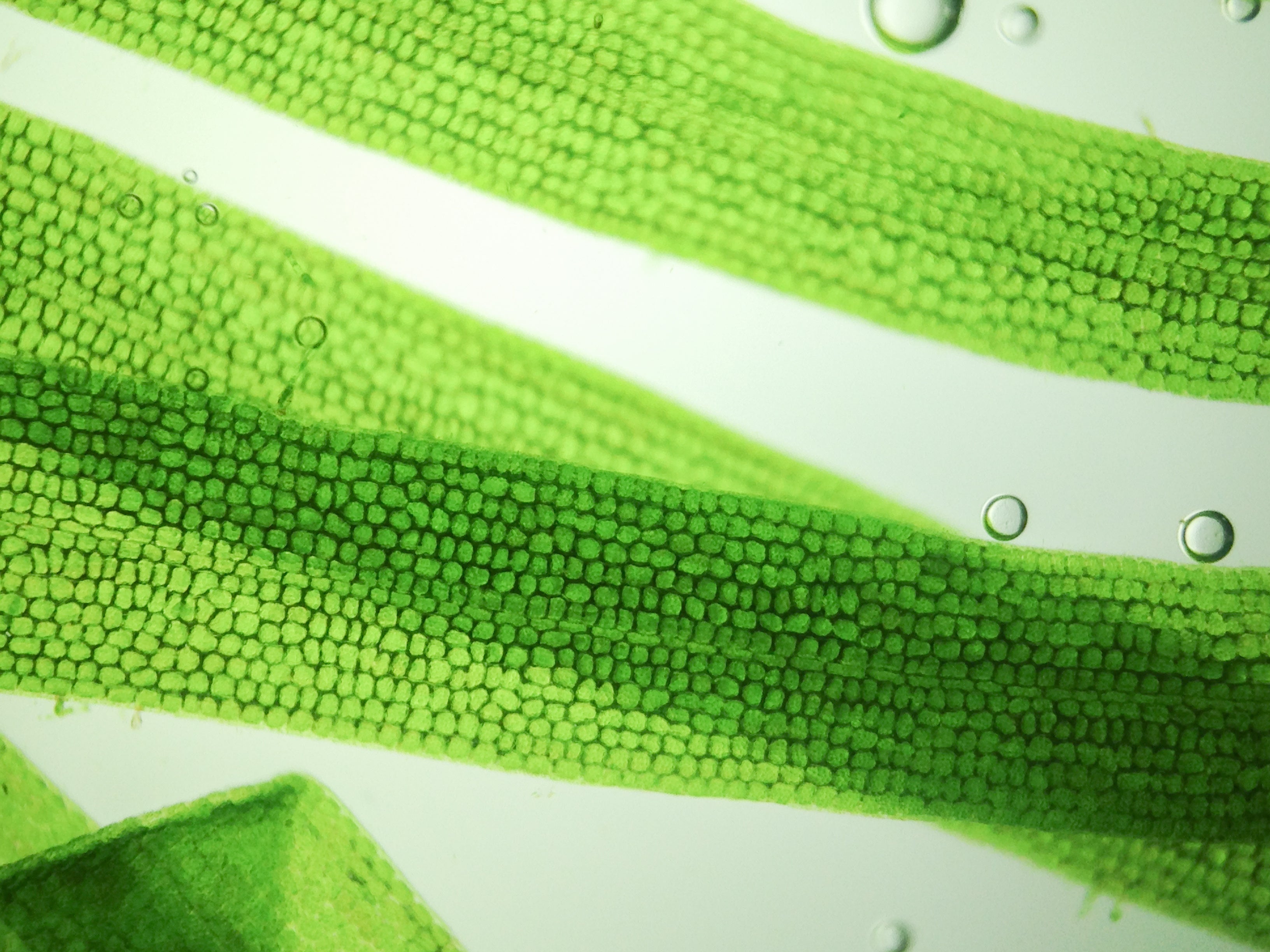 The Algae Active Transforming Brightening Skincare