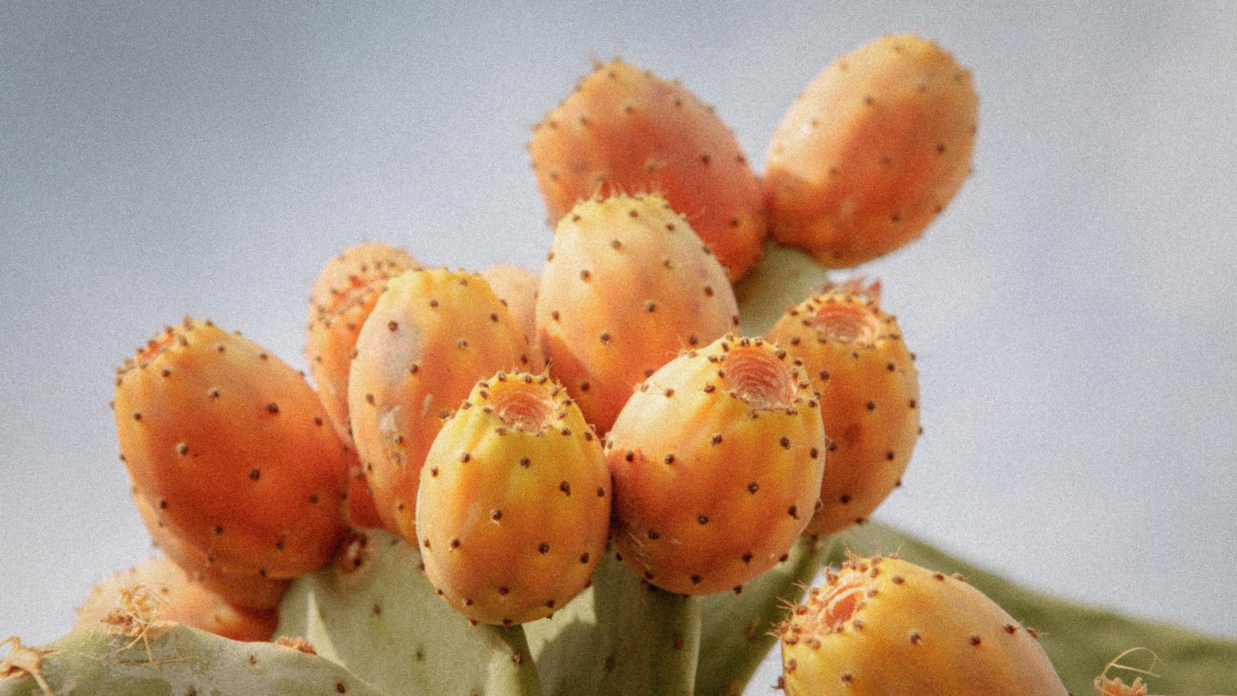 Prickly Pear Seed Oil: A Luxurious Elixir for Radiant Skin